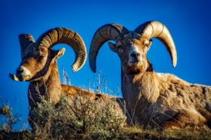 aries zodiac sign