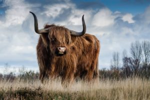 taurus zodiac sign